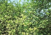 bte365,油茶莳植生产加工销售,植物油莳植生产加工销售